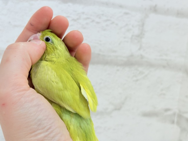 マメルリハ