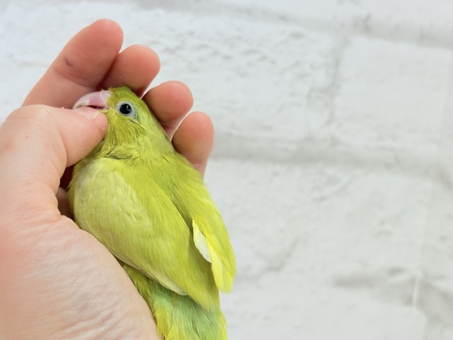マメルリハ
