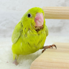 【最新画像更新🪄】大食い女王の座は譲らないっ🐣👑マメルリハ(アメリカンイエロー) 女の子 ヒナ