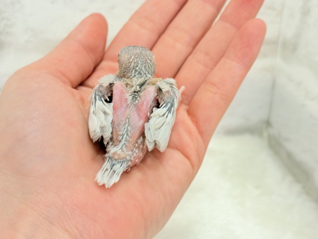 シルバー文鳥