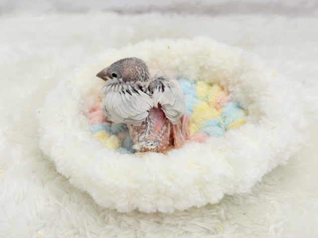 シルバー文鳥