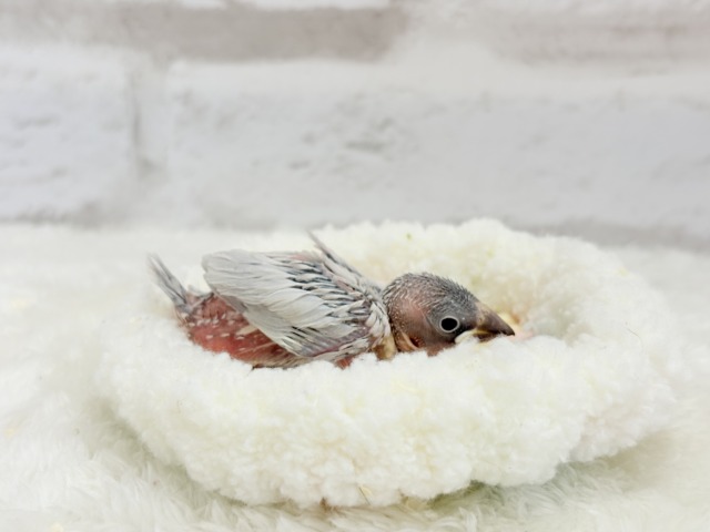 シルバー文鳥