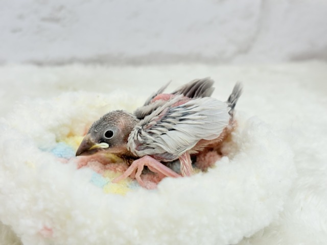 シルバー文鳥