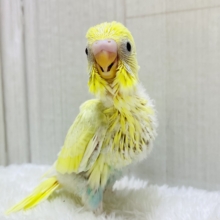 あわあわ〜🫧💛どんな姿を見せてくれるかな❓セキセイインコ（パステルレインボーパイド）