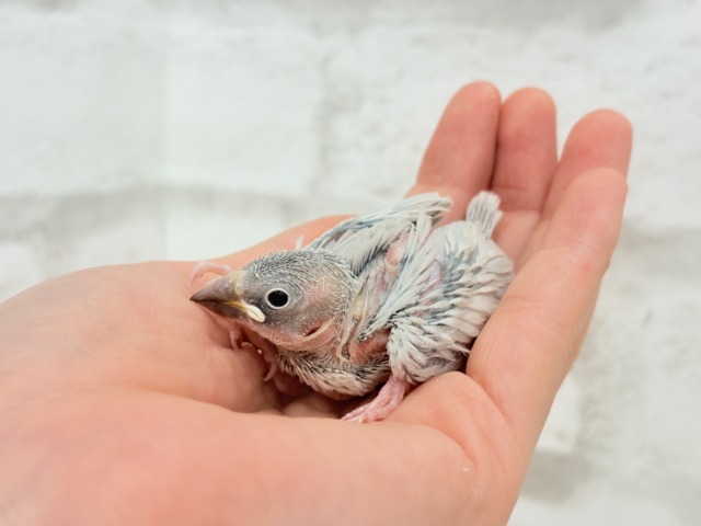 シルバー文鳥