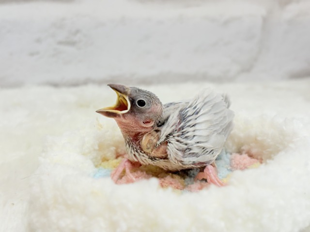 シルバー文鳥