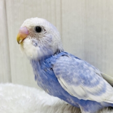 🌟パワフルさ全開🌟ﾜﾁｬﾜﾁｬ賑やかセキセイインコのスパングル💙