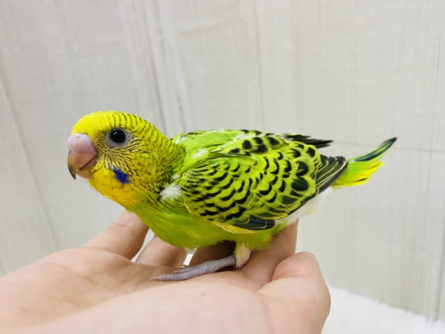セキセイインコ
