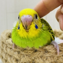 ニッコリスマイルのお届けです😊✨定番人気❗️セキセイインコのオパーリン