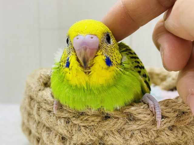 ニッコリスマイルのお届けです😊✨定番人気❗️セキセイインコのオパーリン