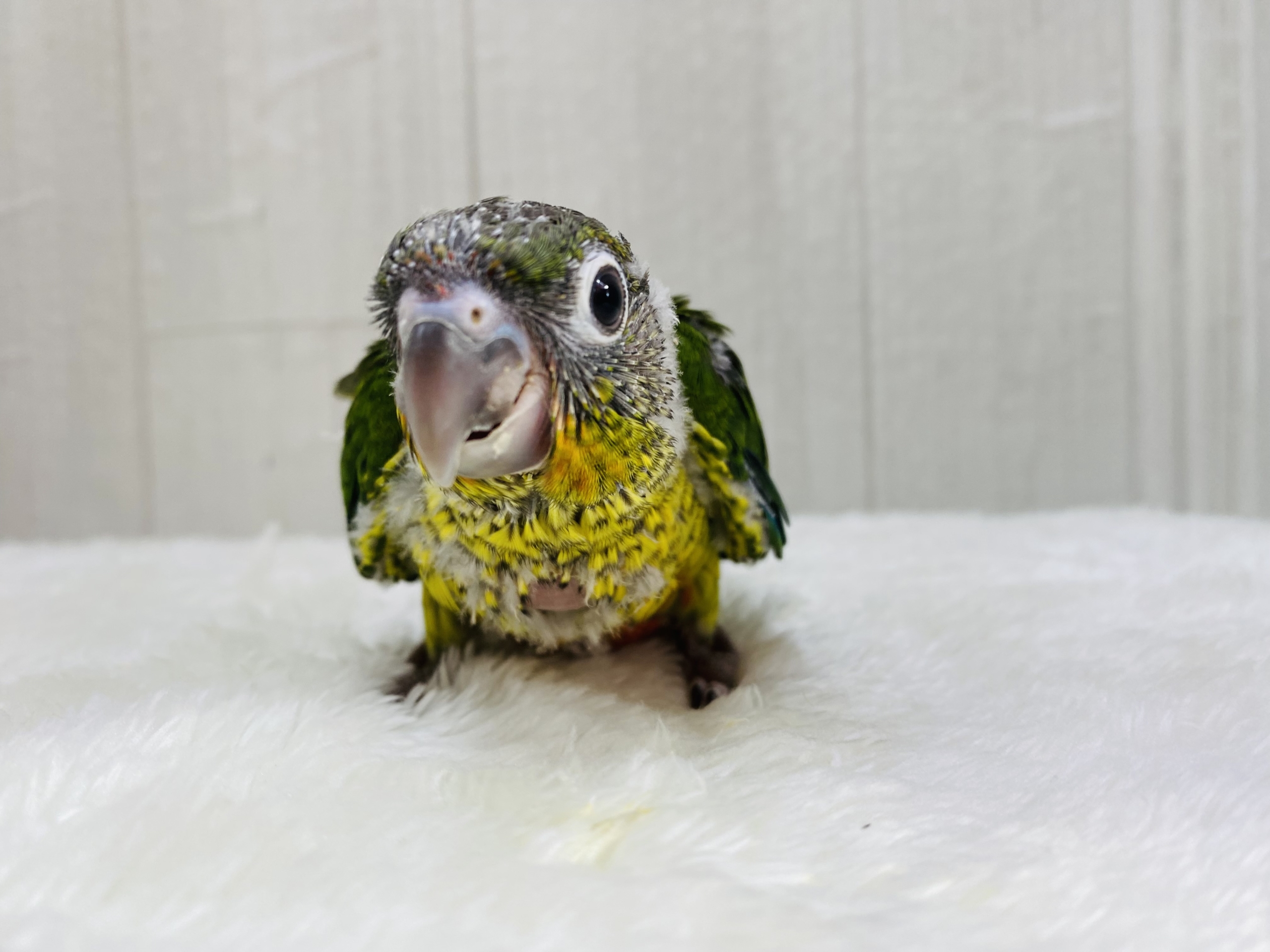 ワキコガネウロコインコ