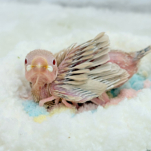 ふわふわふんわりミルクティー🐣☕️シナモン文鳥 ヒナ