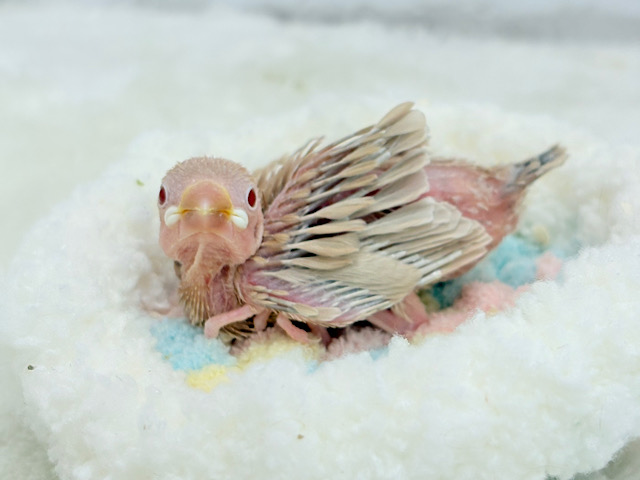 ふわふわふんわりミルクティー🐣☕️シナモン文鳥 ヒナ