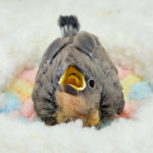 きらきらおめめに映る世界🐣🫧桜文鳥 ヒナ