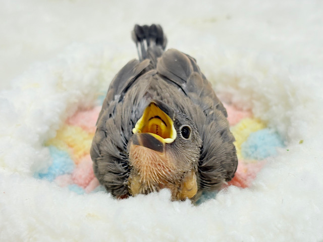 きらきらおめめに映る世界🐣🫧桜文鳥 ヒナ