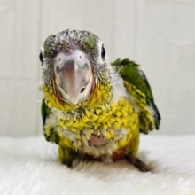 優しく見守ってくださいな💚💛ワキコガネウロコインコ‼️