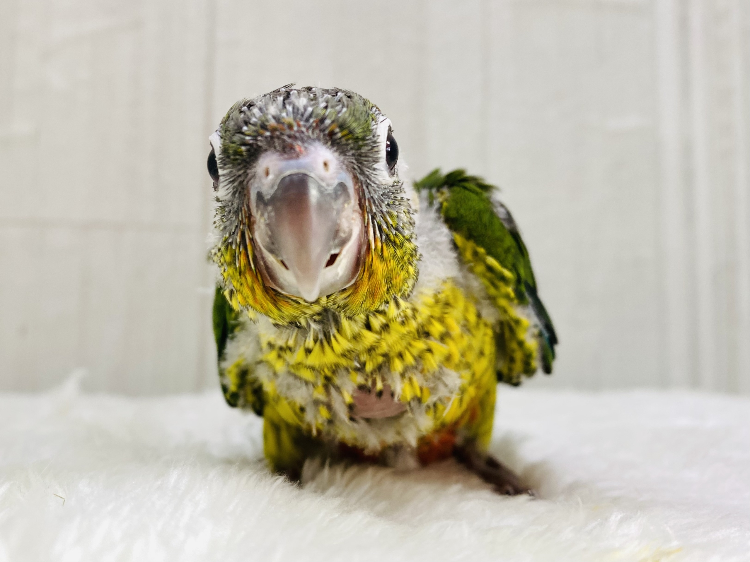 優しく見守ってくださいな💚💛ワキコガネウロコインコ‼️