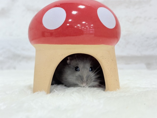 ドワーフハムスターの1種