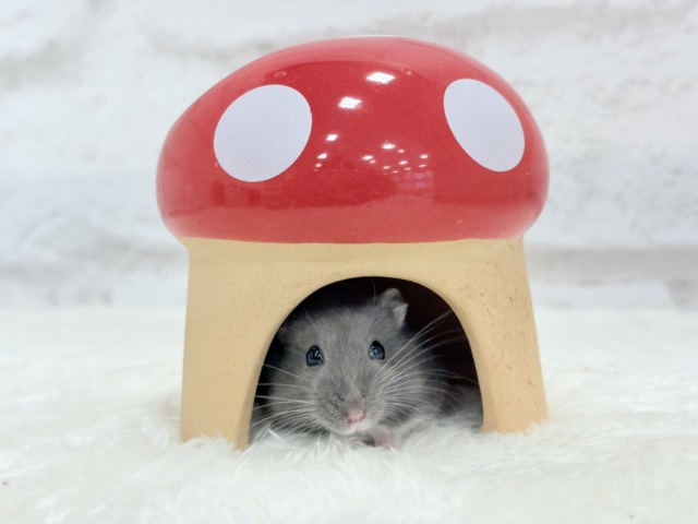 ドワーフハムスターの1種