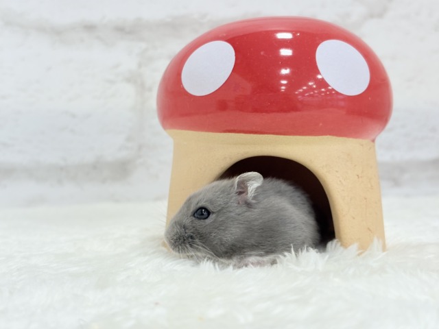 ドワーフハムスターの1種