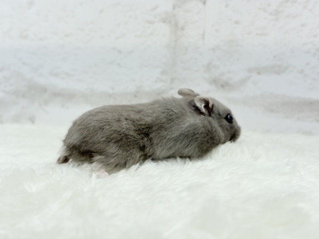 ドワーフハムスターの1種