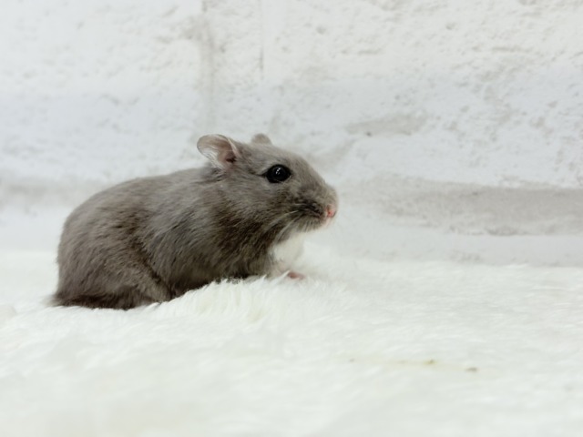 ドワーフハムスターの1種