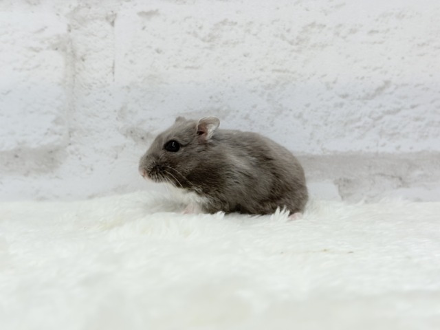 ドワーフハムスターの1種