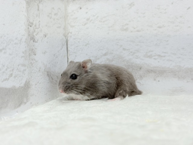 ドワーフハムスターの1種