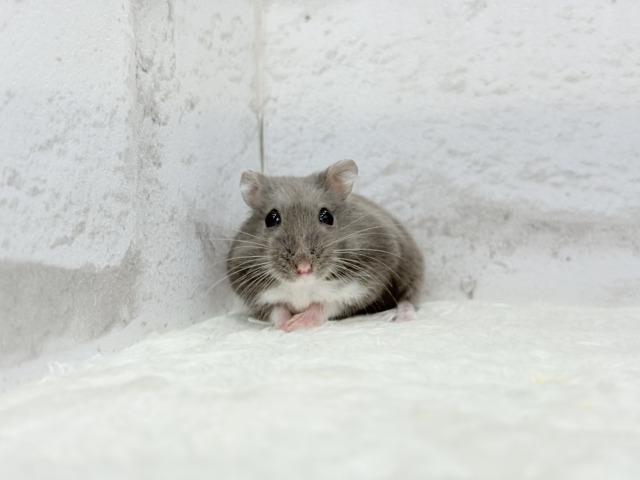 ドワーフハムスターの1種