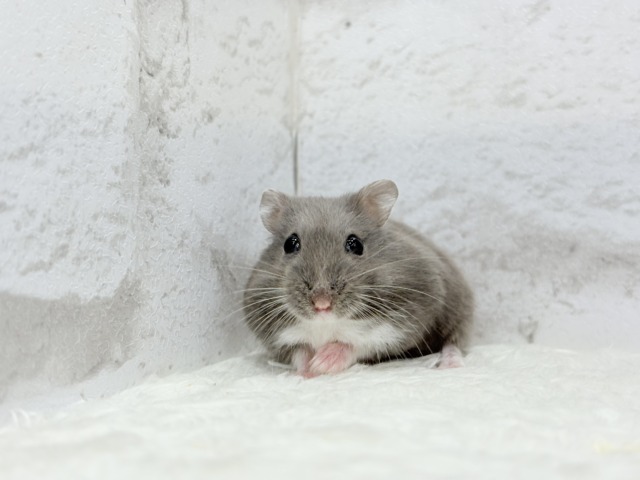 ドワーフハムスターの1種