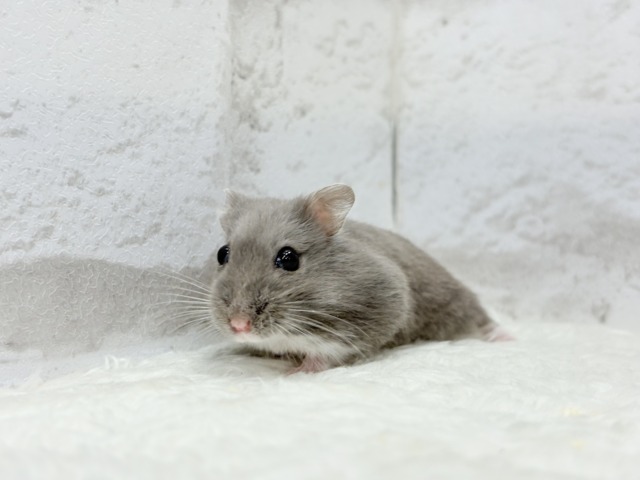 ドワーフハムスターの1種