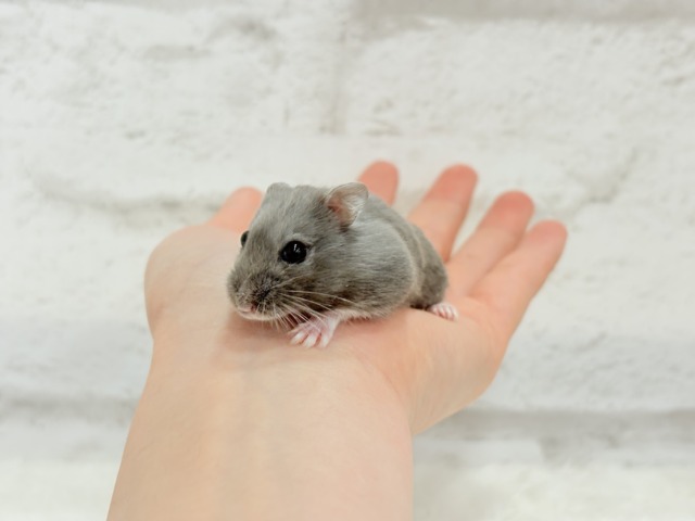 ドワーフハムスターの1種