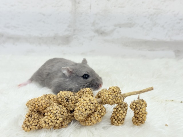 ドワーフハムスターの1種