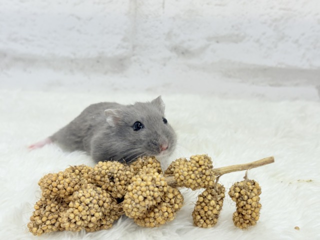 ドワーフハムスターの1種