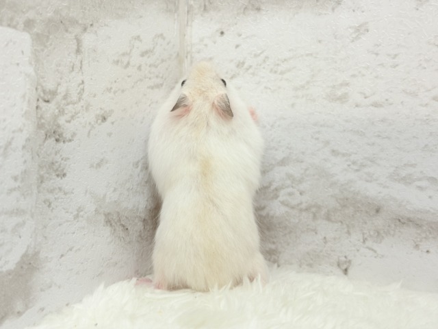 ドワーフハムスターの1種
