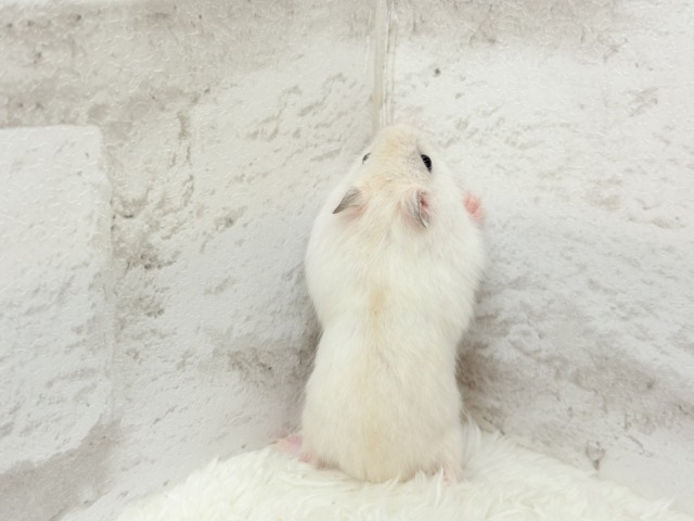 ドワーフハムスターの1種