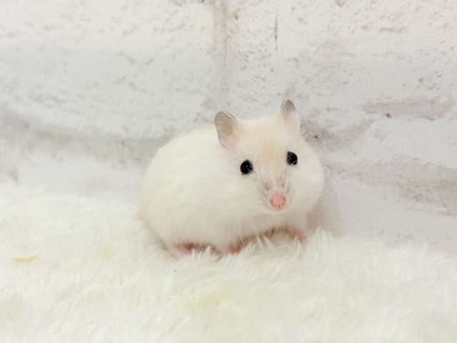 ドワーフハムスターの1種