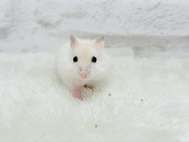 ドワーフハムスターの1種