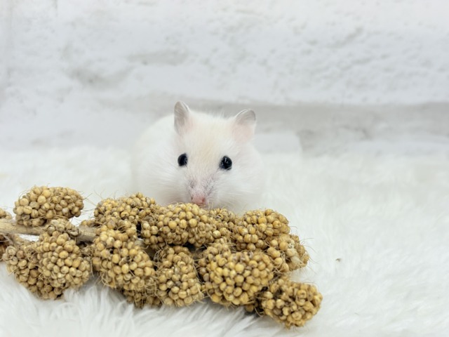 ドワーフハムスターの1種