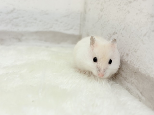 ドワーフハムスターの1種