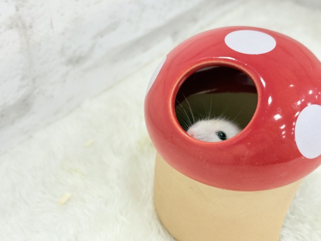 ドワーフハムスターの1種