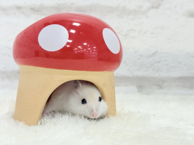 ドワーフハムスターの1種