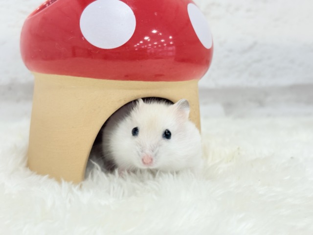 ドワーフハムスターの1種