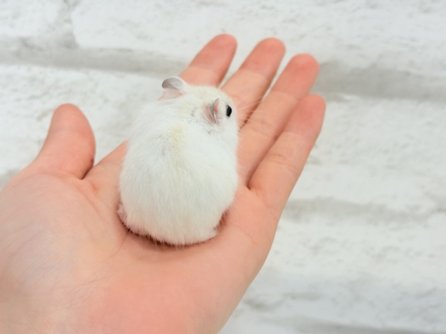 ドワーフハムスターの1種