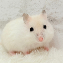 テチテチ🐾ミルクたっぷり淡カラー🐹🧁パールホワイトハムスター(女の子)
