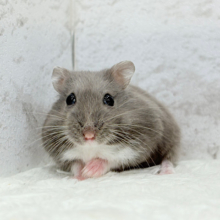 頬袋には夢と幸せ詰まってる🐹🌻ロシアンブルーハムスター(女の子)