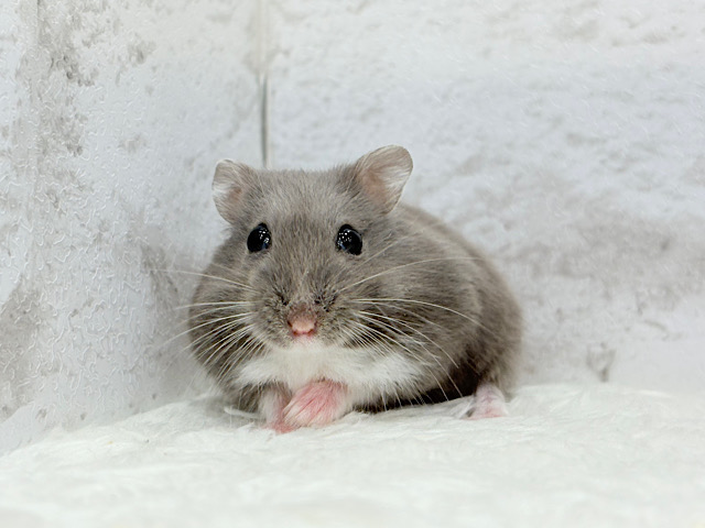 頬袋には夢と幸せ詰まってる🐹🌻ロシアンブルーハムスター(女の子)