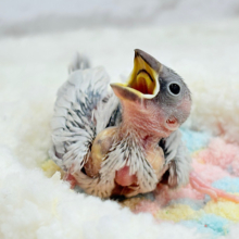 未来はゴージャス文鳥さっ🕊🩶シルバー文鳥 ヒナ