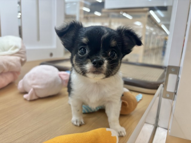 後ろ足がびょ〜〜〜ん♥チワワちゃん！