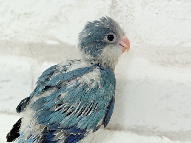 オキナインコ